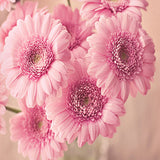 Pink Flowers - Caydo