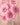 Pink Flowers - Caydo