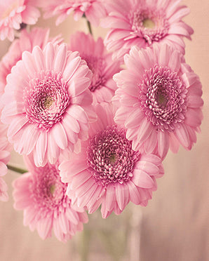 Pink Flowers - Caydo