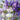 Lavender - Caydo