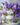 Lavender - Caydo