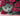 Cat and Safflower - Caydo