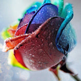 Rainbow Roses - Caydo