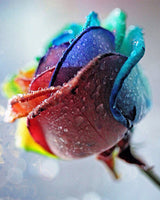Rainbow Roses - Caydo