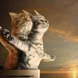 Heartfelt Cat Meme - Caydo