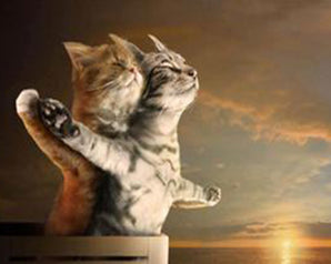 Heartfelt Cat Meme - Caydo