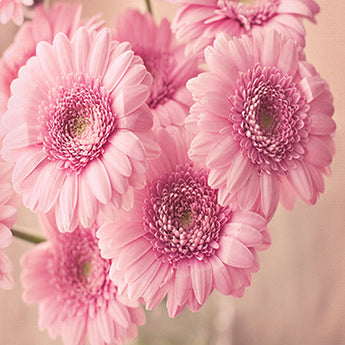 Pink Flowers - Caydo