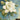 Cape Jasmine - Caydo