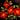 Red Roses - Caydo