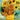 Sunflowers - Caydo