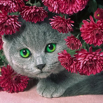 Cat and Safflower - Caydo