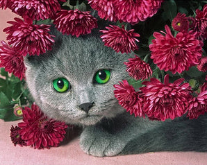 Cat and Safflower - Caydo