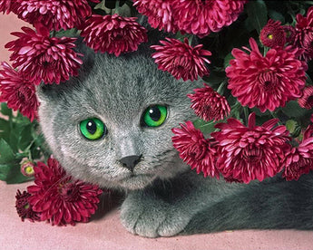 Cat and Safflower - Caydo